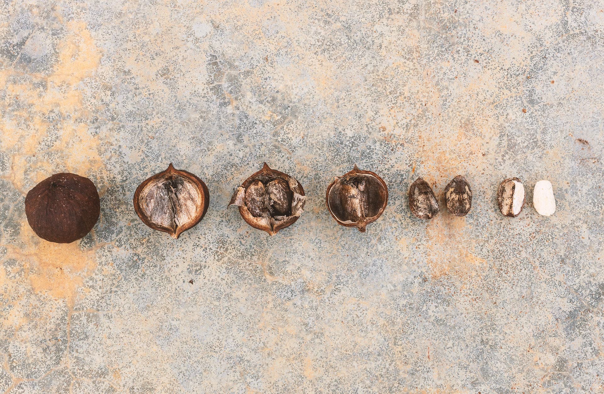 A tung nut opened in stages, from whole hull to bare kernel